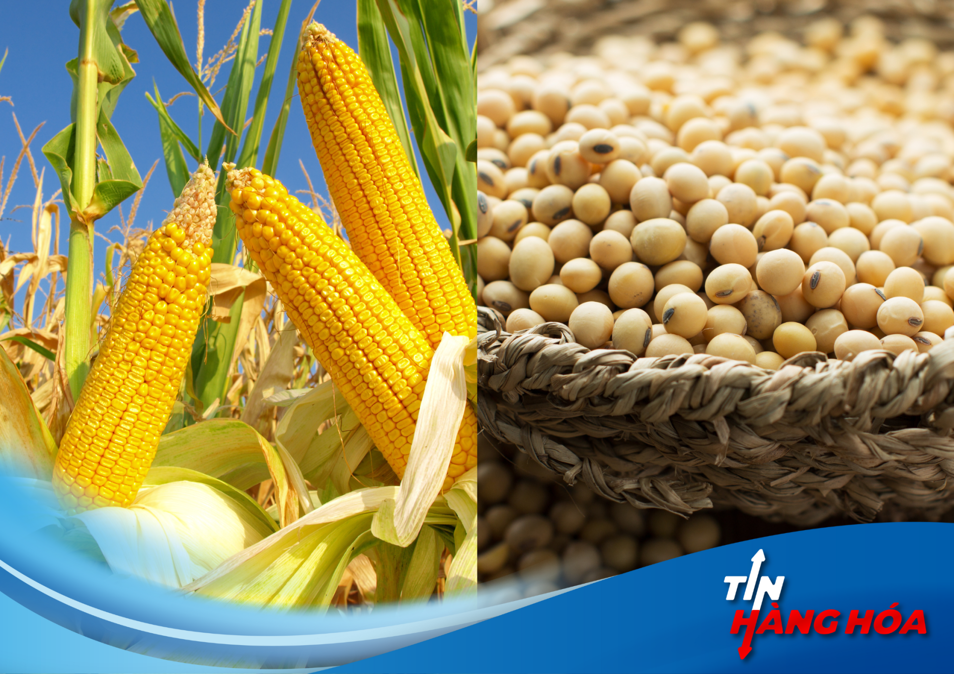 Gi&aacute; Ng&ocirc; v&agrave; Đậu Tương Biến Động Trước Triển Vọng Sản Xuất v&agrave; Thời Tiết Bất Lợi